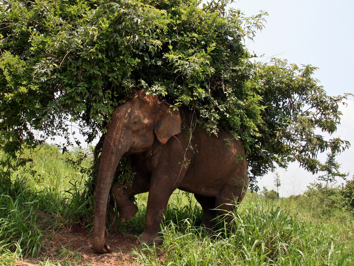 Elefant unterm "Sonnenschirm" im Udawalawe Nationalpark!