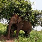 Elefant unterm "Sonnenschirm" im Udawalawe Nationalpark!