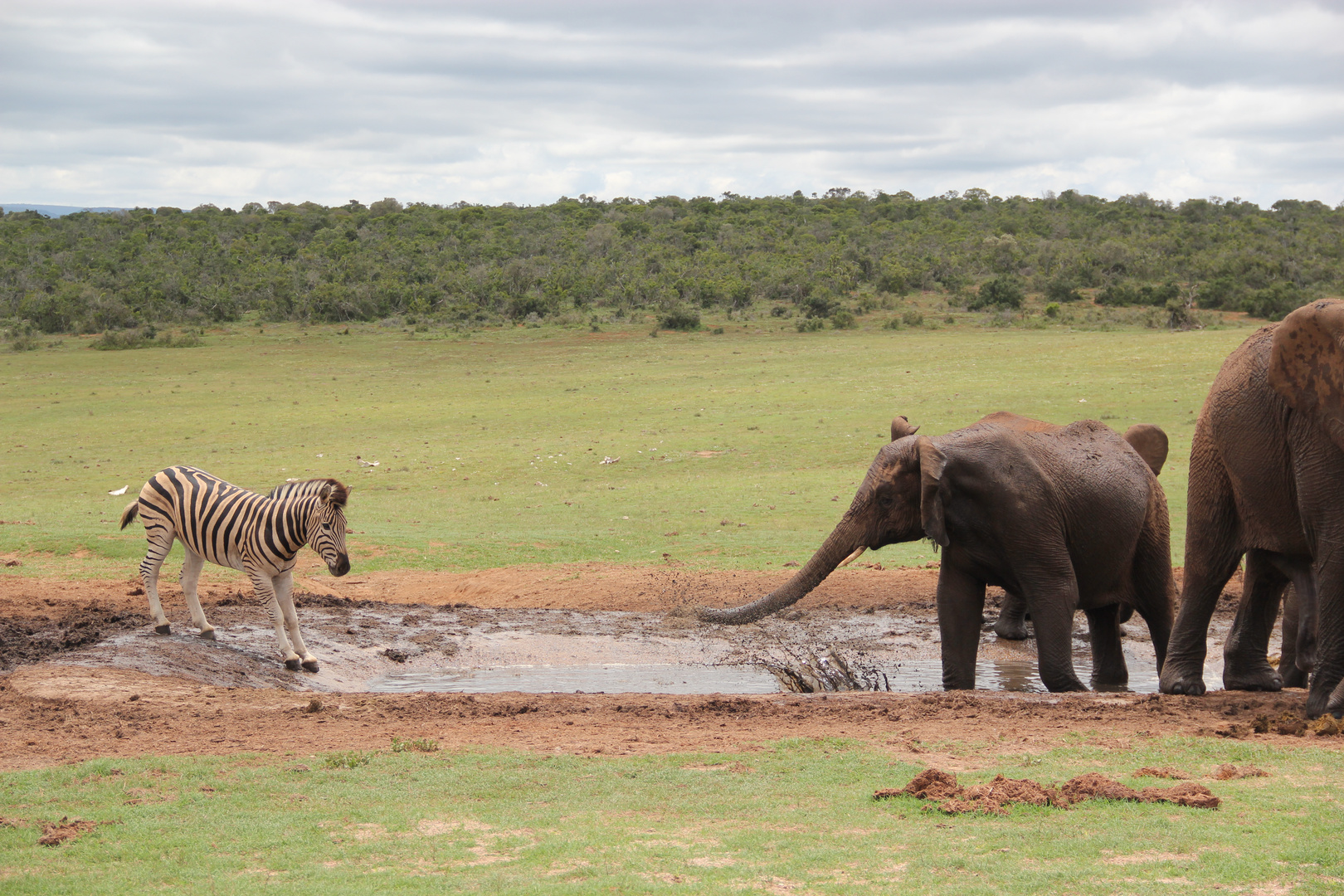 Elefant verjagt Zebra