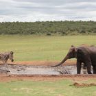 Elefant verjagt Zebra