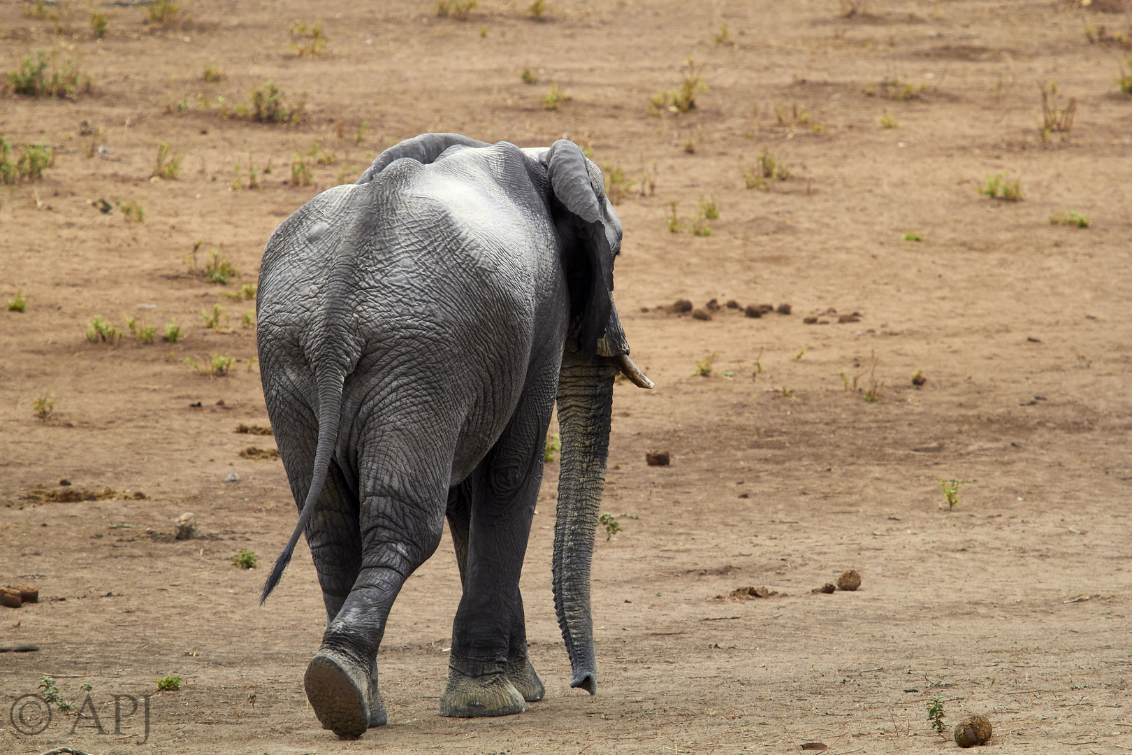 Elefant von hinten