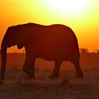 Elefant vor`m Abendrot -