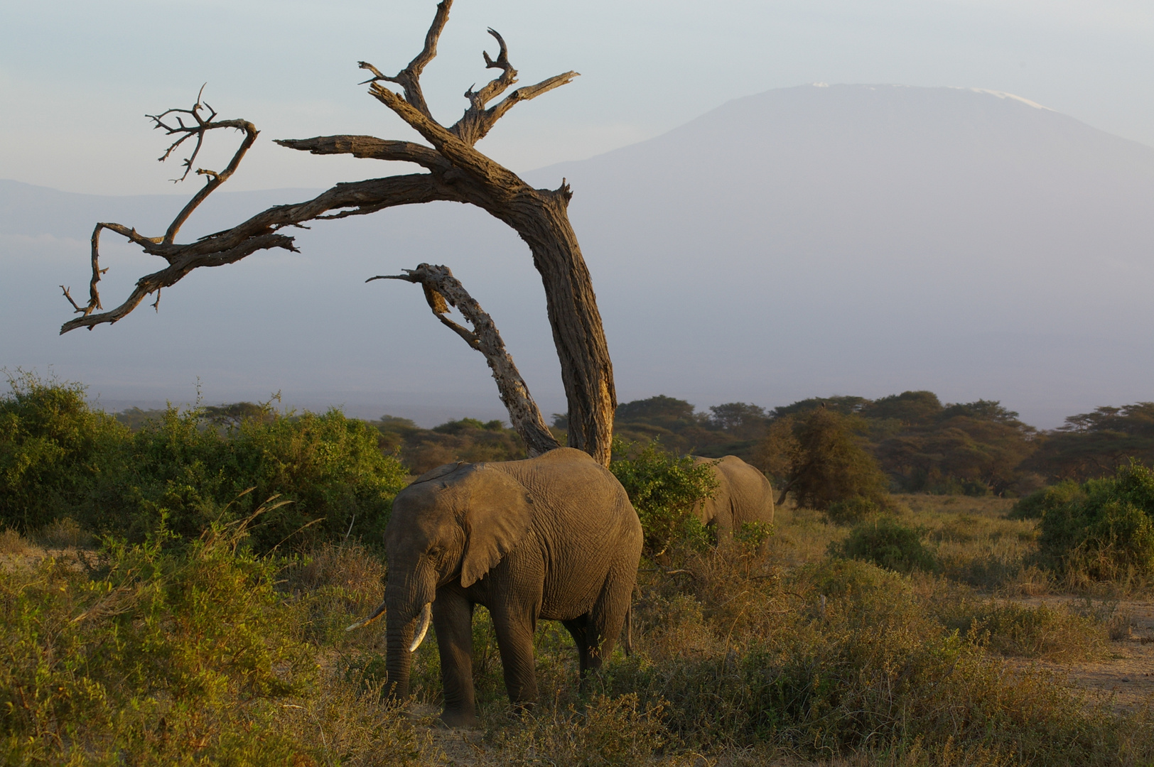 Elefant vorm Kilimanjaro (5895m)