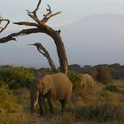 Elefant vorm Kilimanjaro (5895m)