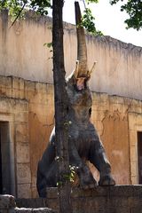 Elefant will hoch hinaus - Zoo Hannover