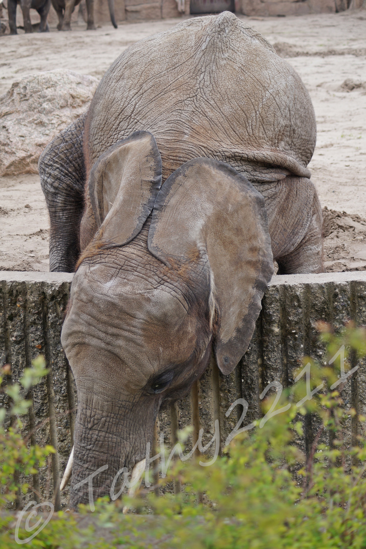 Elefant will Leckerein