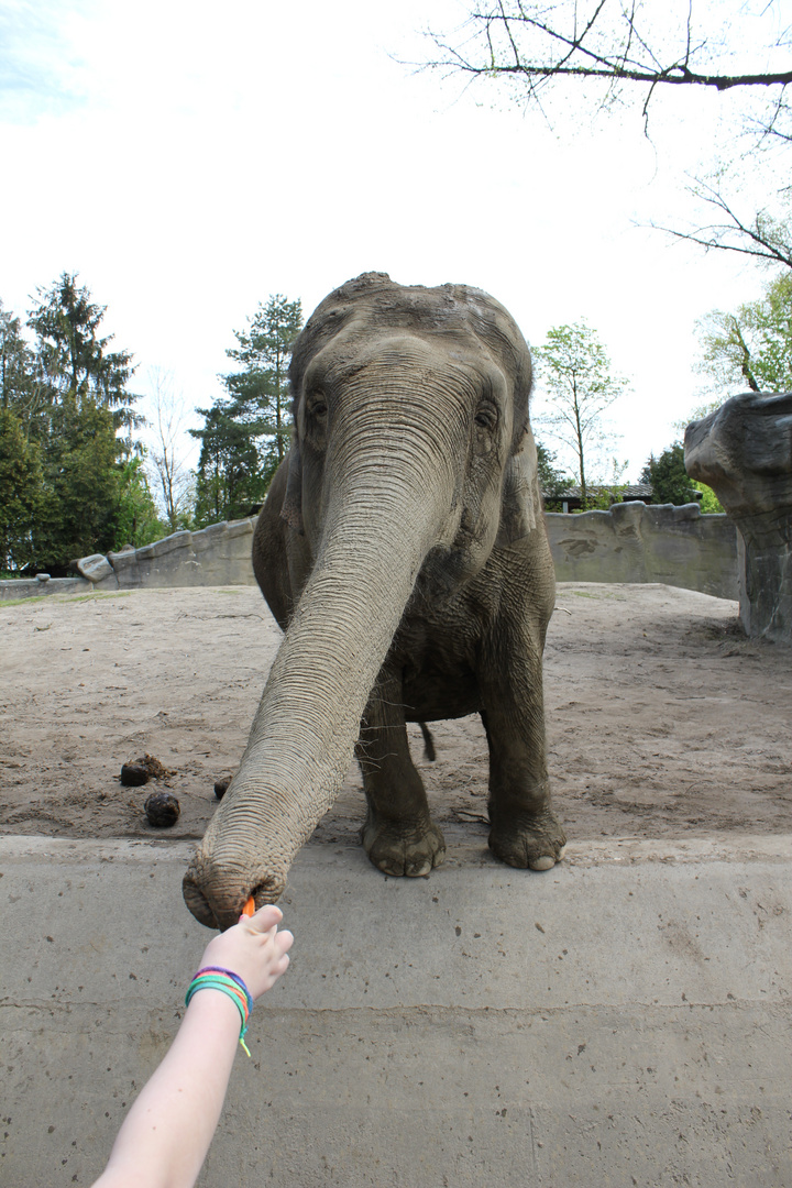 Elefant wird gefüttert.