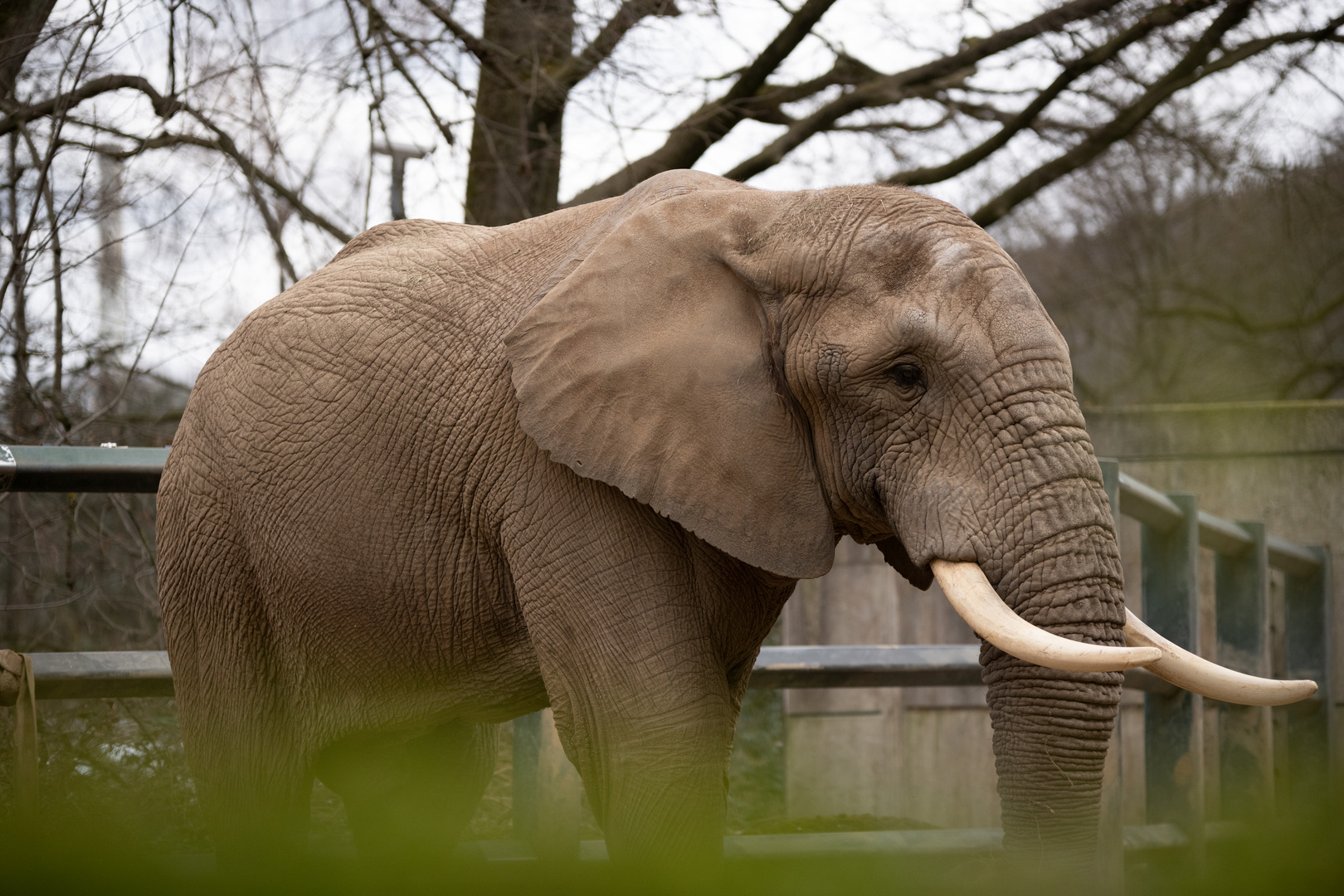 Elefant - Wuppertal Zoo