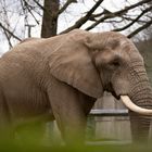 Elefant - Wuppertal Zoo