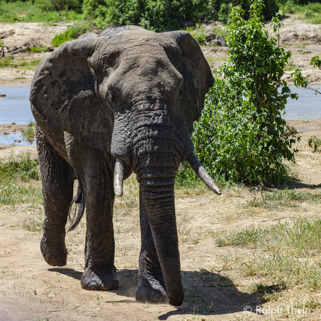 Elefant zieht vorbei 1