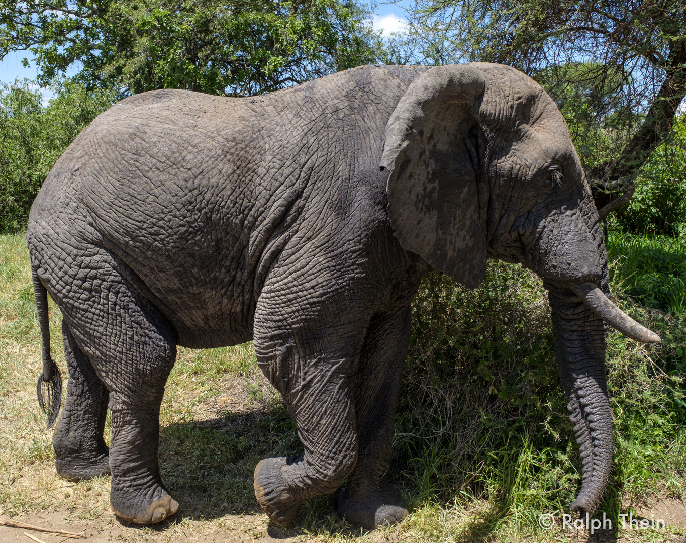 Elefant zieht vorbei 2