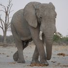 Elefant zieht vorbei
