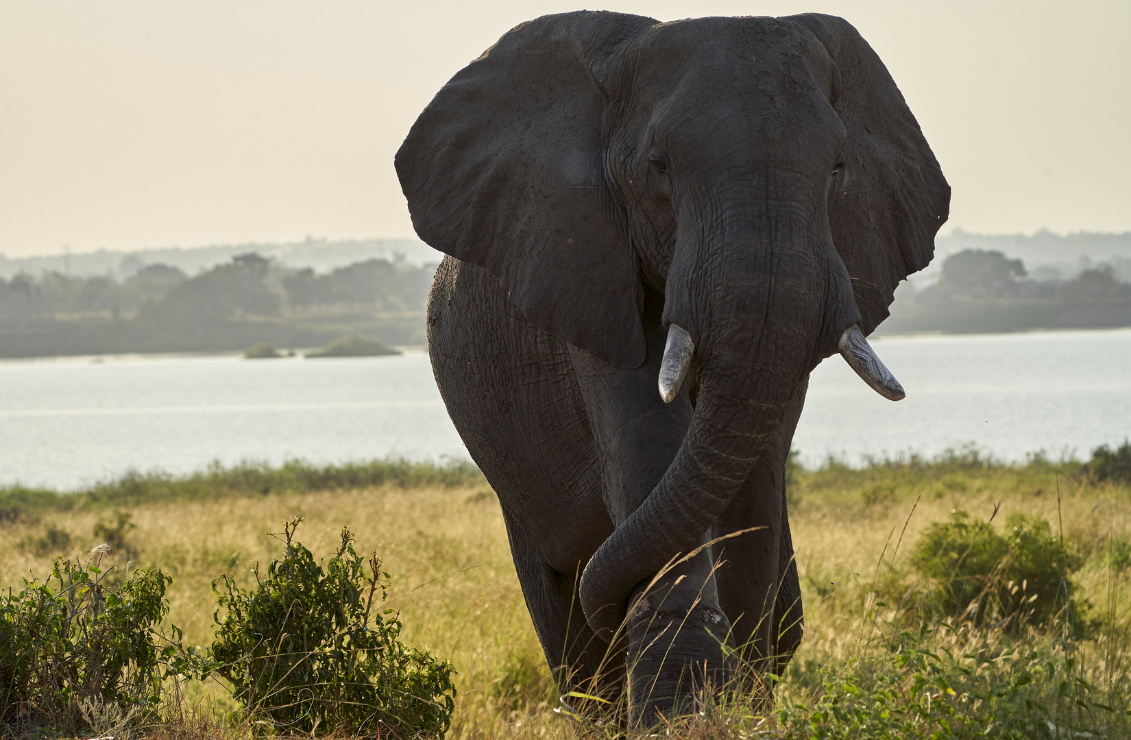 Elefant, ziemlich dicht am Auto....