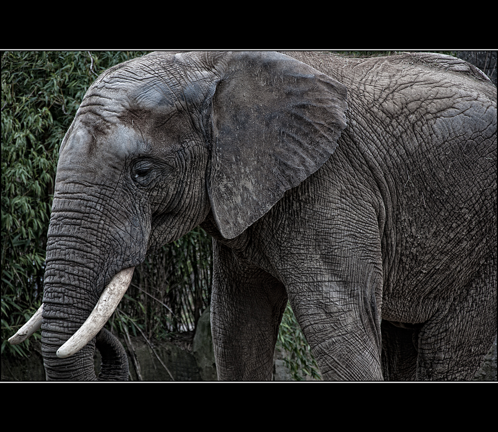 Elefant - Zoo Duisburg