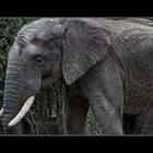 Elefant - Zoo Duisburg