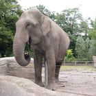 Elefant (Zoo Hamburg)