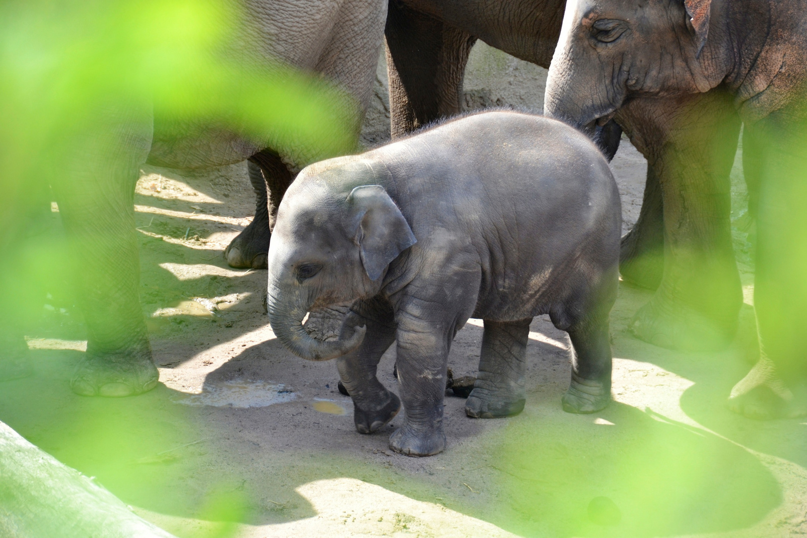 Elefant Zoo Köln