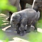 Elefant Zoo Köln