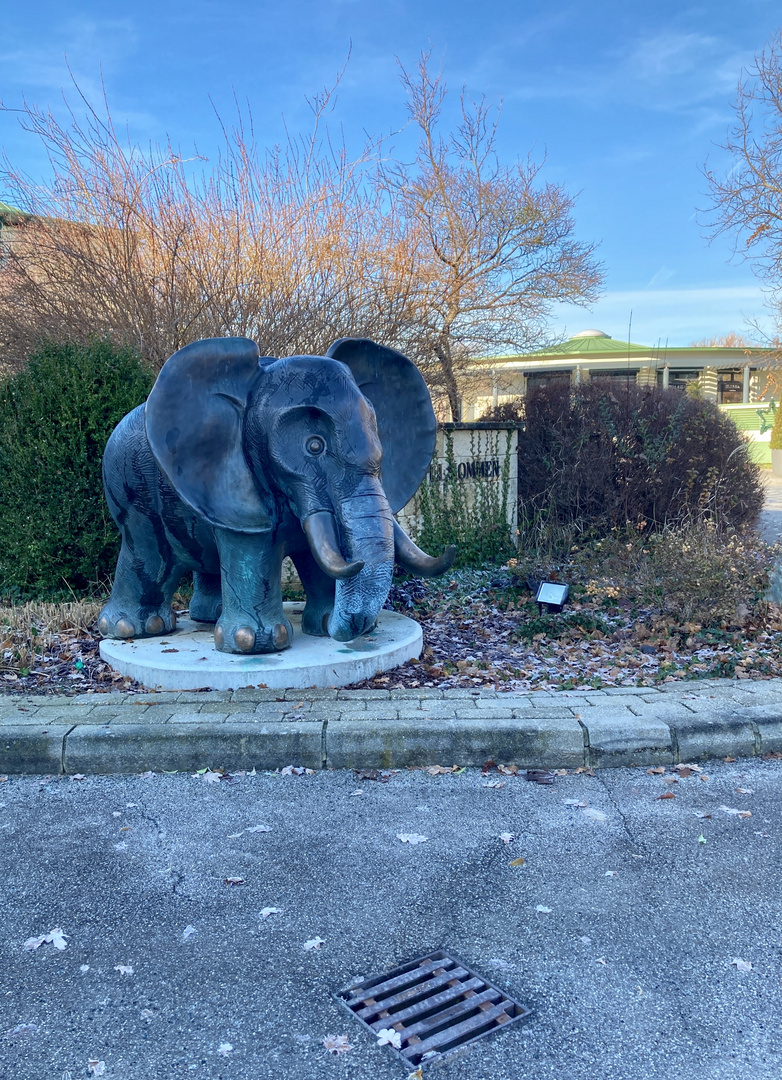 Elefant zum Angreifen