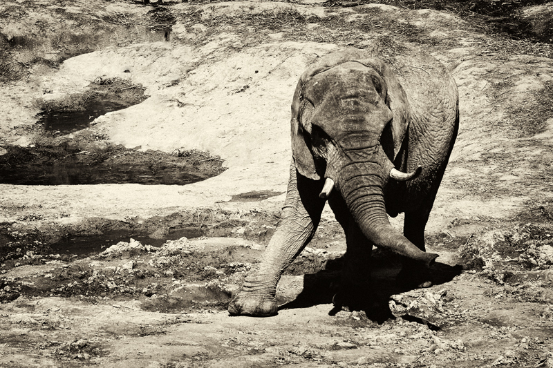 Elefant_018