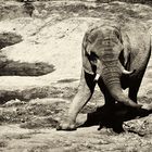 Elefant_018