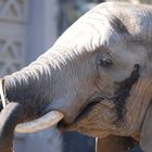 Elefant_2