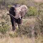 Elefant_7895