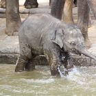 Elefantastischer Spaß im Wasser