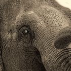 Elefante