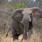 Elefante