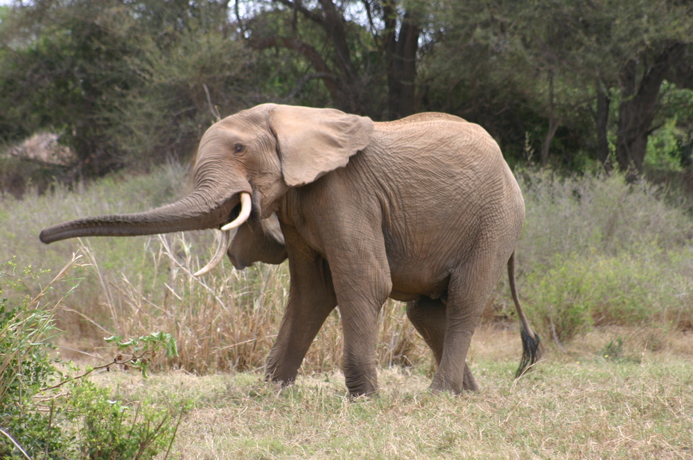 elefante