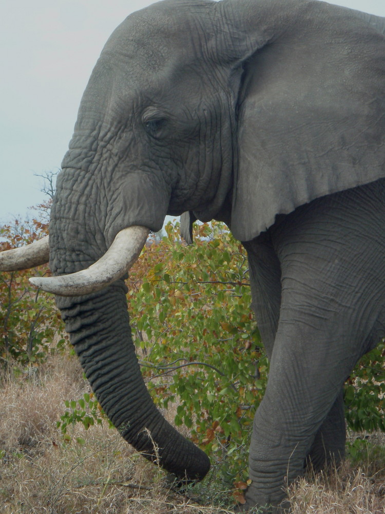 elefante al parco Kruger