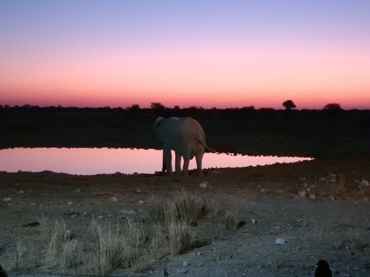 Elefante al tramonto