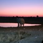 Elefante al tramonto