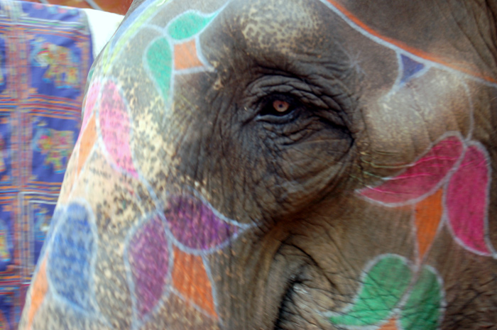 Elefante alla feste di Holi