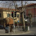 Elefante all'incrocio