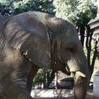 Elefante Argentino