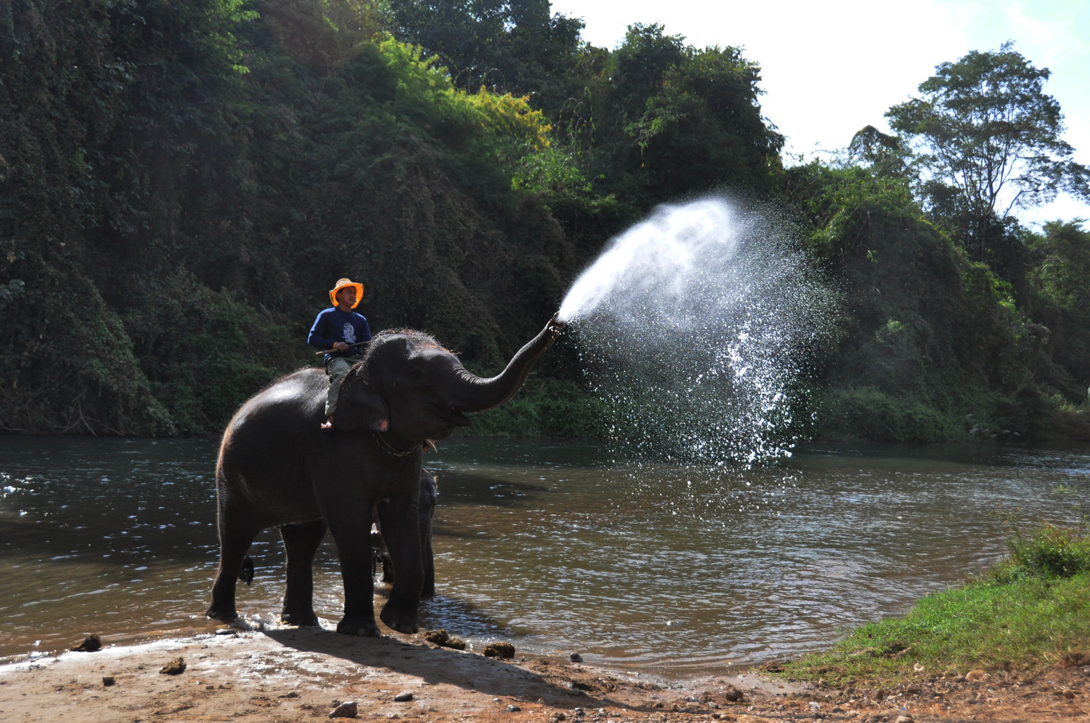 ELEFANTE CHE FA' LA FONTANA