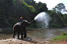 ELEFANTE CHE FA' LA FONTANA di Carla Paci 