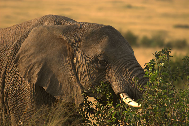 ELEFANTE COMIENDO