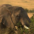 ELEFANTE COMIENDO