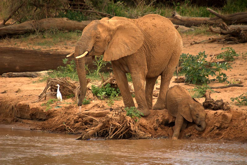 ELEFANTE CON CRIA