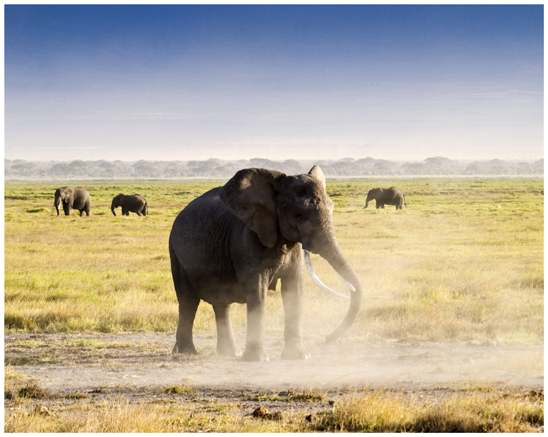 Elefante de Amboseli (Kenya)