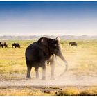 Elefante de Amboseli (Kenya)