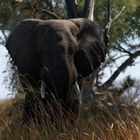 elefante delta okawango botswana agosto  2008