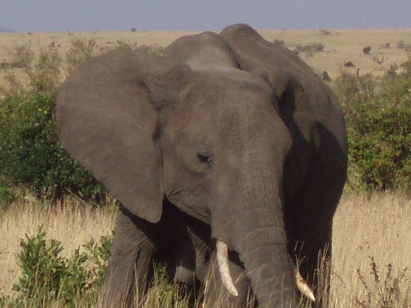 Elefante