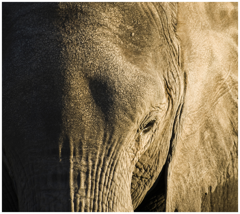 Elefante dorado (Kenya)