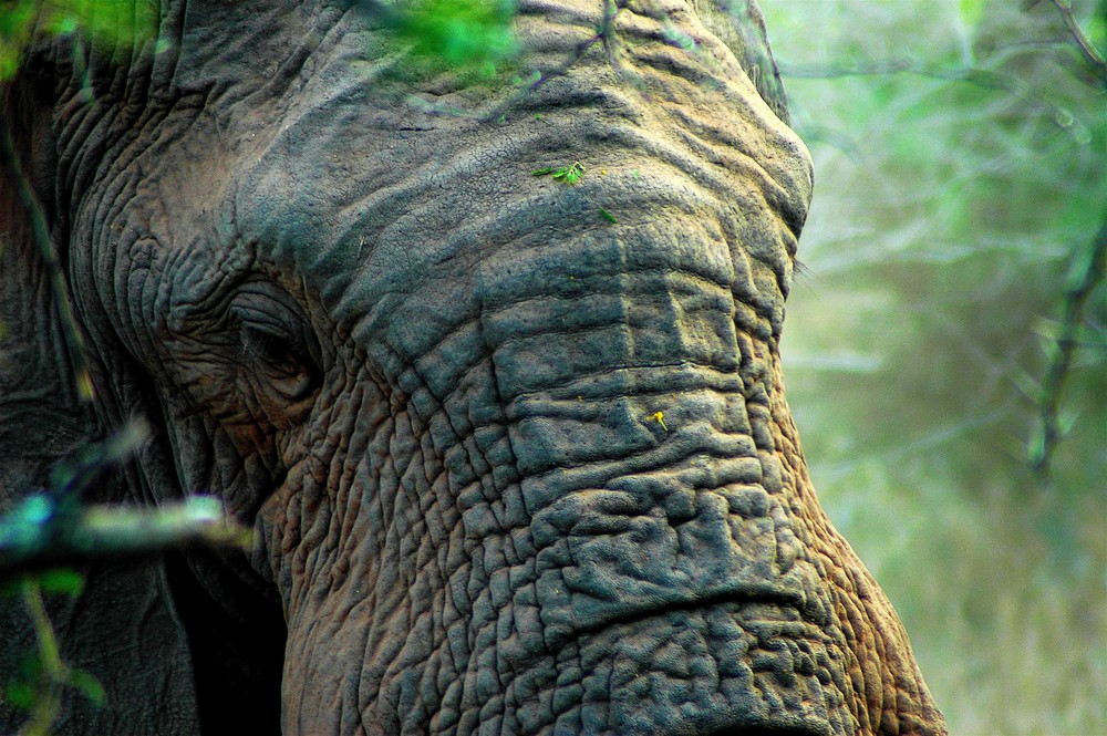 elefante encelado