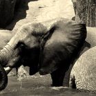 ELEFANTE