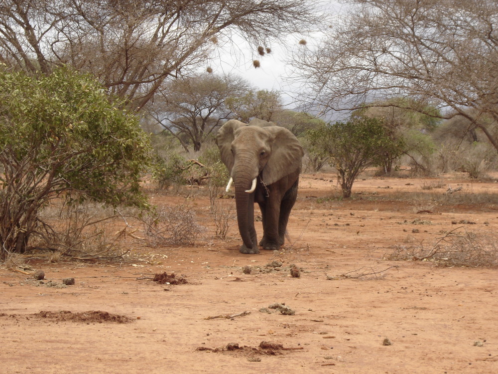 elefante in kenya